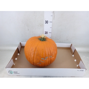 Cucurbita max. 'Halloween'