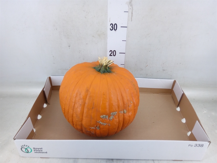 <h4>Cucurbita max. 'Halloween'</h4>
