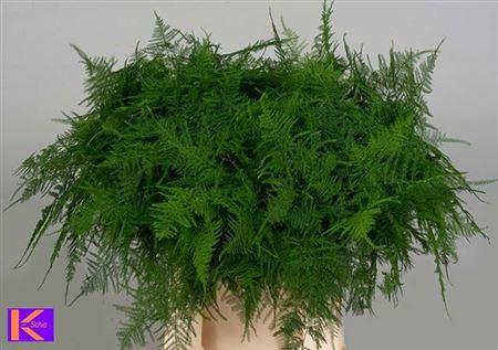 <h4>ASPARAGUS 1E VEREN 45CM</h4>