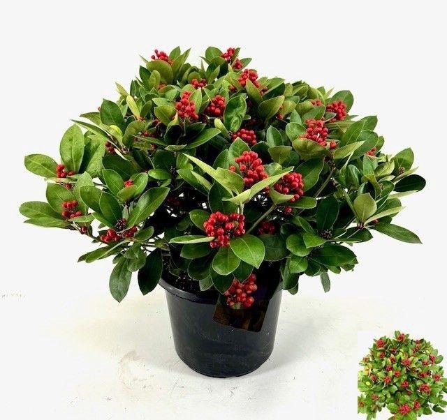 <h4>SKIM J OBSESSION</h4>