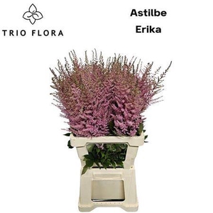 Astilbe Erika