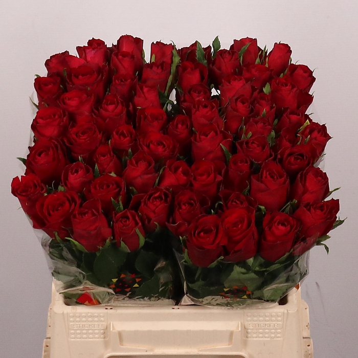 <h4>R GR MADAM RED</h4>