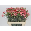 Dianthus Sp Minuetto