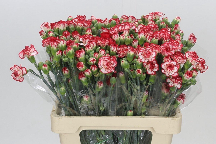 <h4>Dianthus Sp Minuetto</h4>