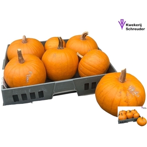 CUC HALLOWEEN