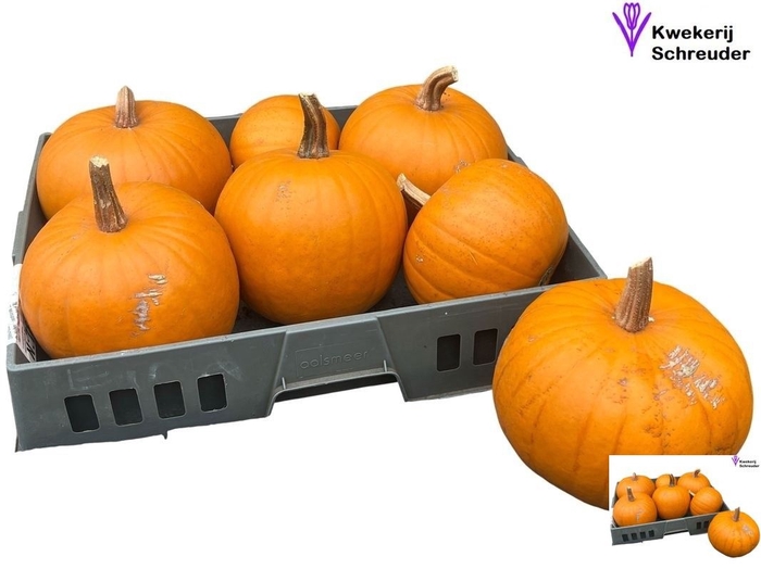 <h4>CUC HALLOWEEN</h4>