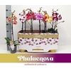 Phalaenopsis Gemengd Enk Tak gemengd MX 1 - 60 TG
