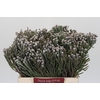 Kaaps Groen Silver Brunia