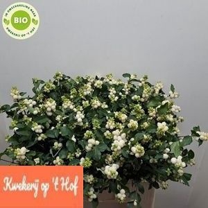 <h4>Sympho Milky Way GE Op Hof</h4>