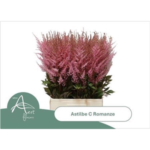 Astil C Romanze