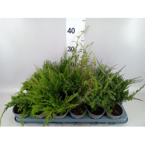 Juniperus   ...