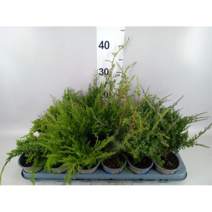 <h4>Juniperus   ...</h4>