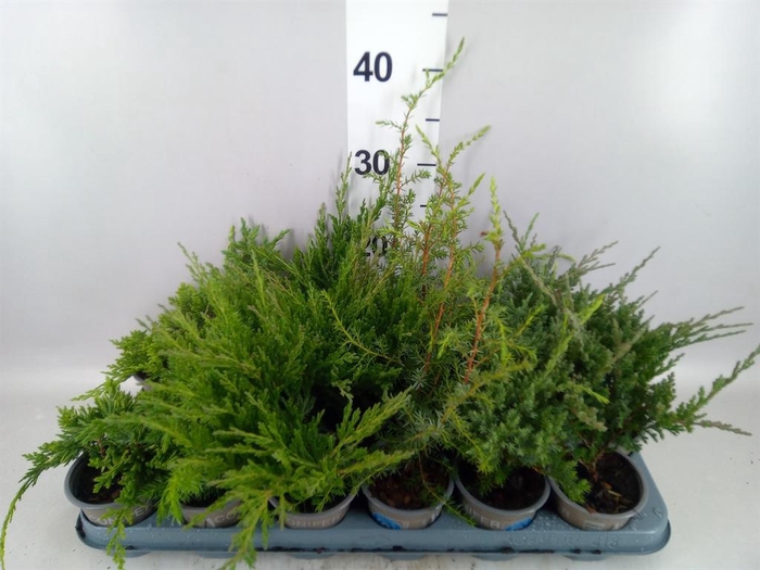 Juniperus   ...