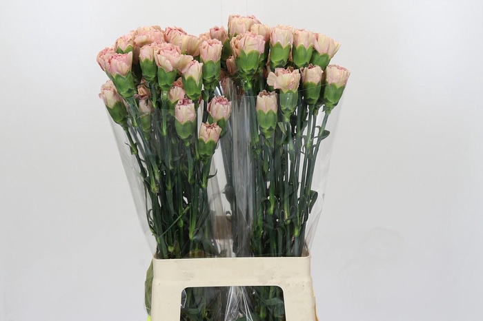 <h4>Dianthus St Creola</h4>