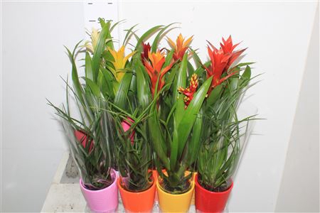 <h4>Bromelia Gem Ceramic</h4>