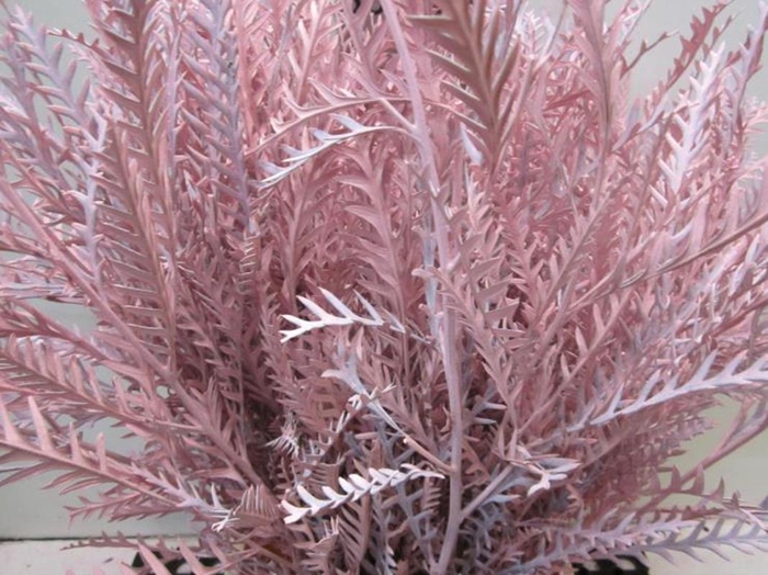 <h4>Ivanhoe Licht Rose</h4>