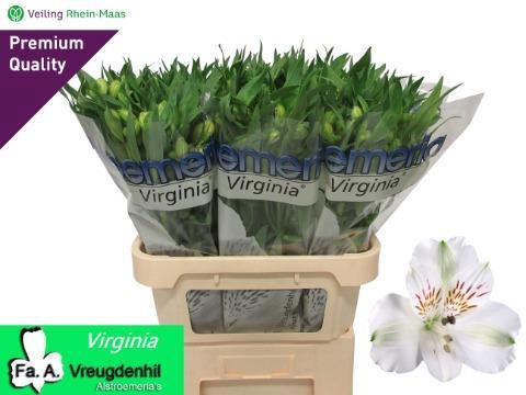 <h4>ALSTR VIRGINIA ANGEBOT</h4>