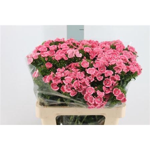 Di Barb Princess Bre