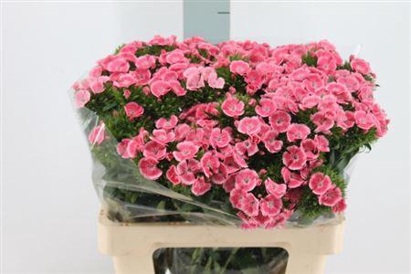 <h4>Di Barb Princess Bre</h4>