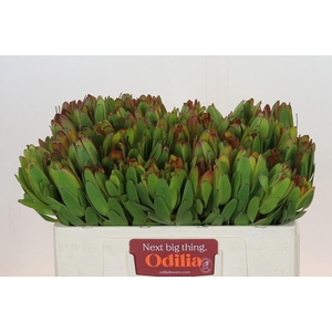 Leucadendron Goldstrike