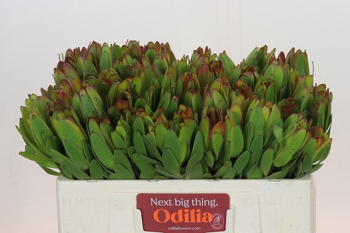 <h4>Leucadendron Goldstrike</h4>