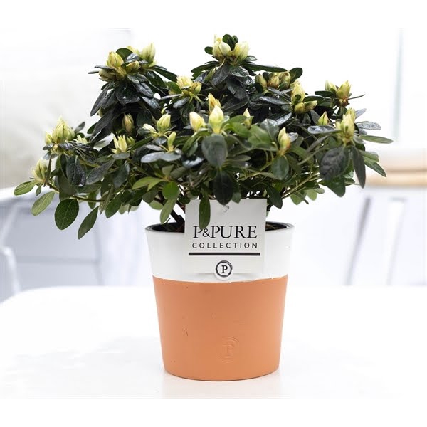 <h4>1st class Azalea white in P&PURE Terra Cotta 4 white</h4>