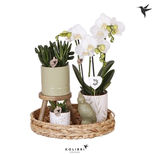 Kolibri Green up your home Gift Set Love white met bijsteker