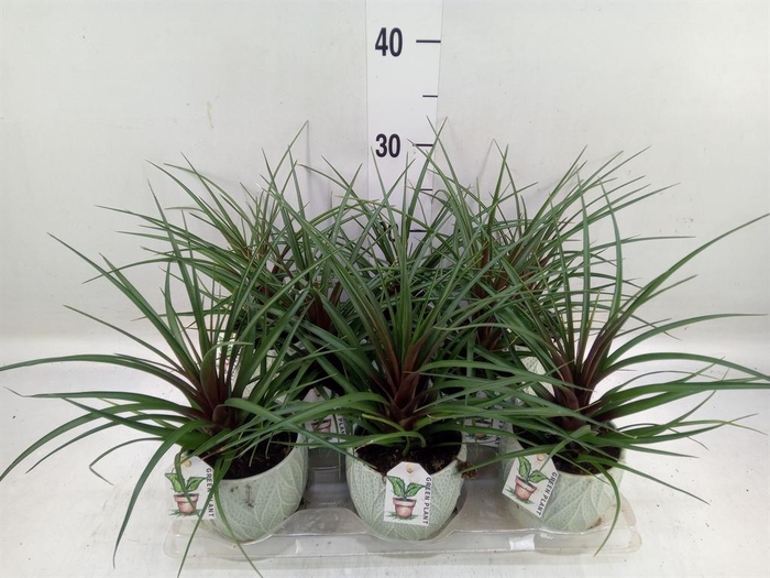 <h4>Tillandsia</h4>
