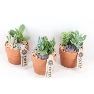 arr3 UB - Terra cotta x9 echeveria