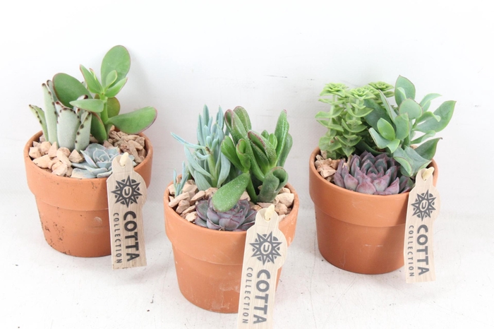 <h4>arr3 UB - Terra cotta x9 echeveria</h4>