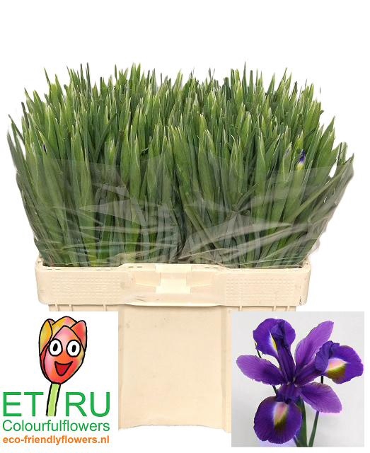 <h4>IRIS BLUE MAGIC</h4>