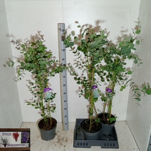 EUCAL GUNNII