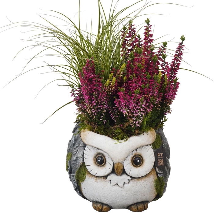<h4>Arr.   Tuinplanten L%</h4>