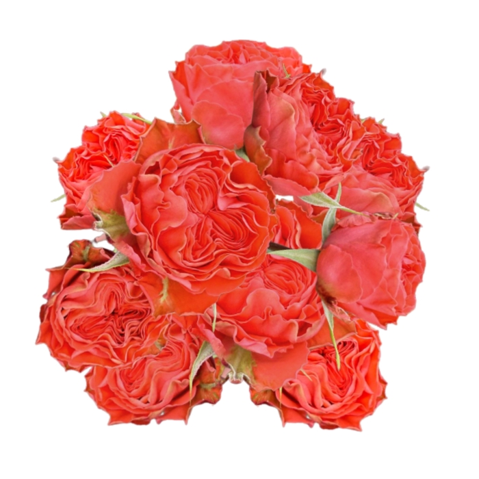 <h4>R TR ORANGE TRENDSETTER Tessa</h4>