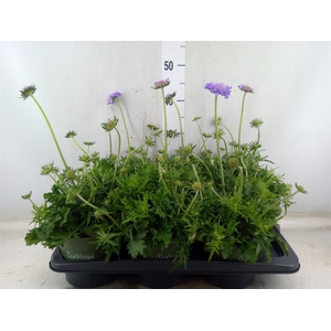 Scabiosa columb.