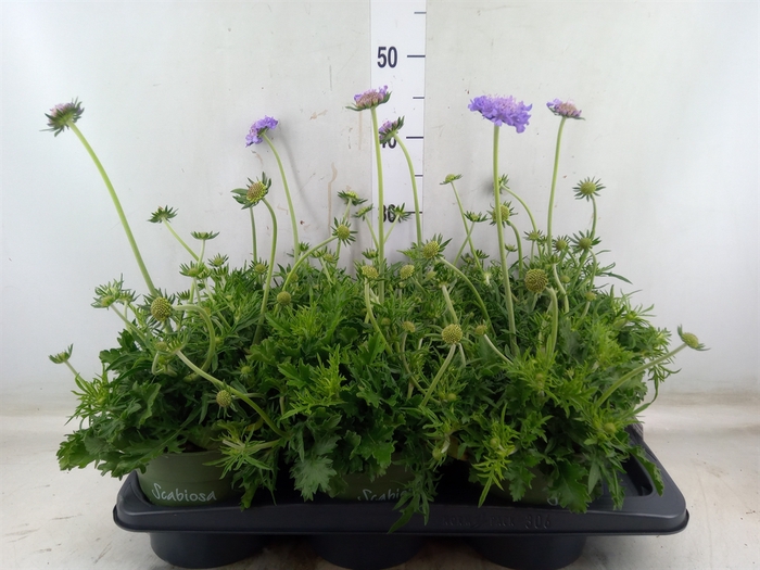 <h4>Scabiosa columb.</h4>