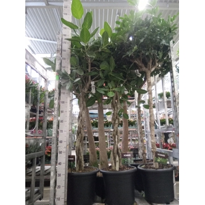 Ficus benghalensis 'Audrey'