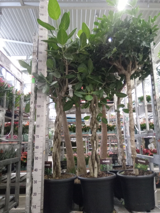 <h4>Ficus benghalensis 'Audrey'</h4>
