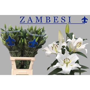 LI OT ZAMBESI 55+