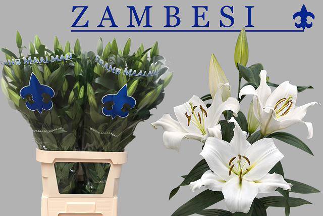 <h4>LI OT ZAMBESI 55+</h4>