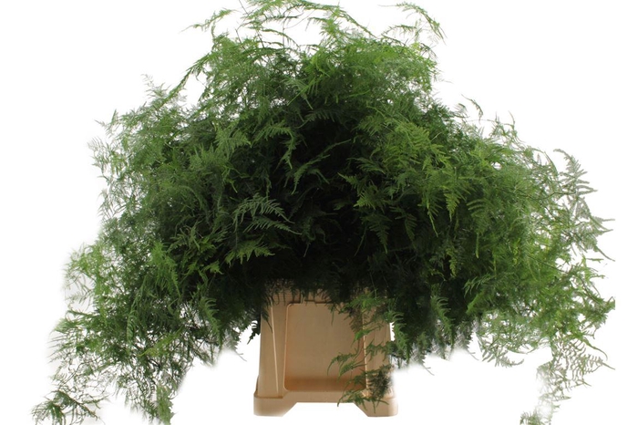 <h4>Asparagus Setaceus Long Topped</h4>