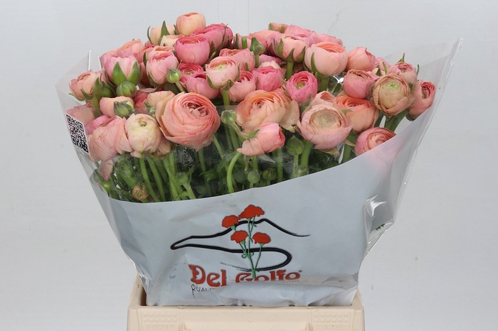 <h4>Ran Elegance Salmon</h4>