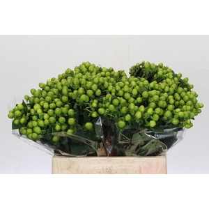 Hypericum Lucky Romance