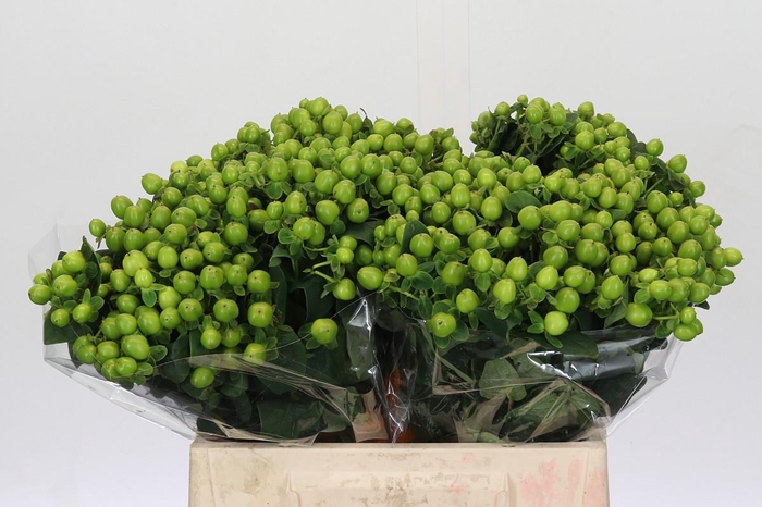 <h4>Hypericum Lucky Romance</h4>