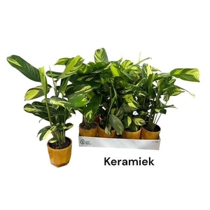 CTENANTHE P GOLDEN M