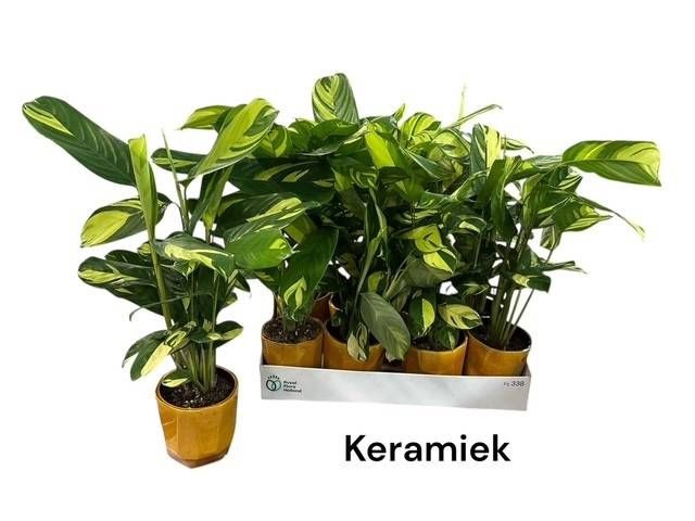 <h4>CTENANTHE P GOLDEN M</h4>