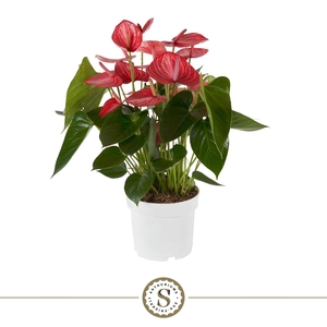 Anthurium Livium Ruby 21cm