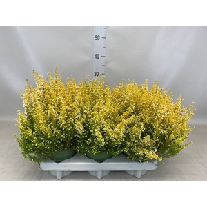 Erica gracilis 'Bea Queen Kicrem'