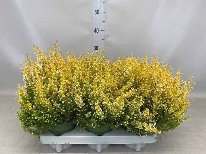 <h4>Erica gracilis 'Bea Queen Kicrem'</h4>