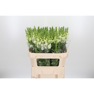 Antir Poto Ivory White